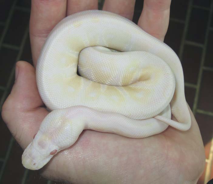 Faded Albino Female