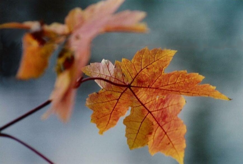 Fall Maples