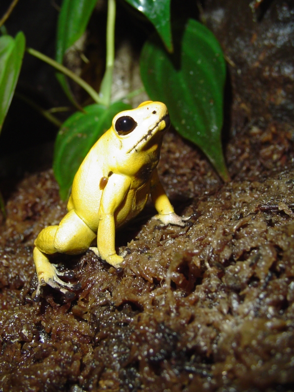 fat orange terribilis