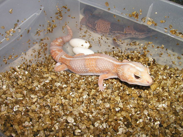 Fat Tail Laying