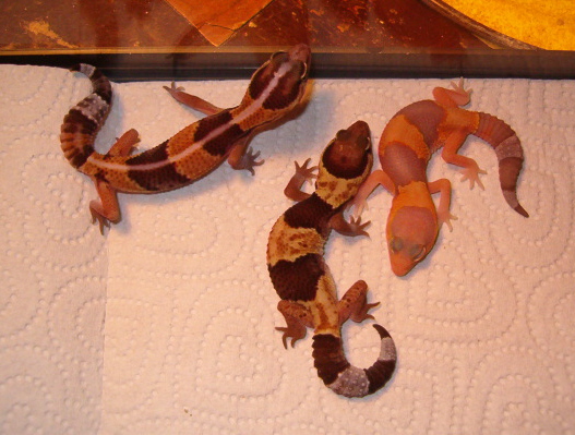 fat-tail_geckos2