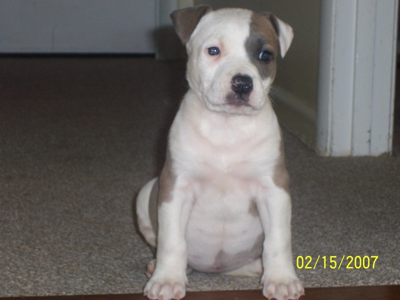 fawn/blue pit pup