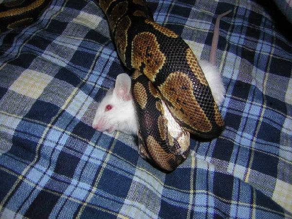 feeding my ball python