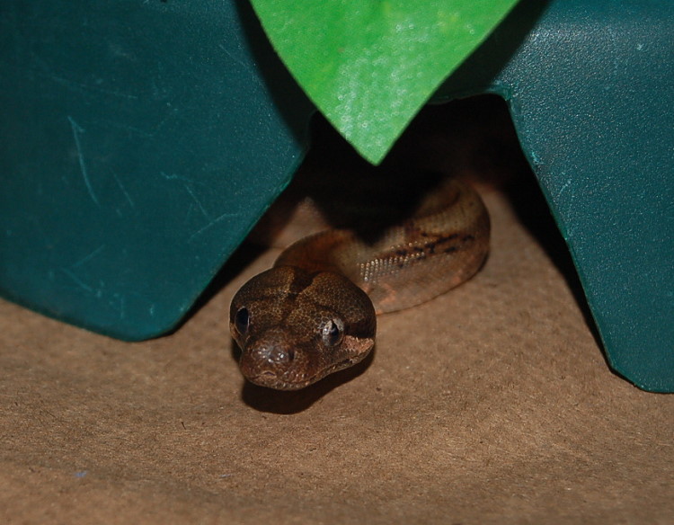Feeding time Fire