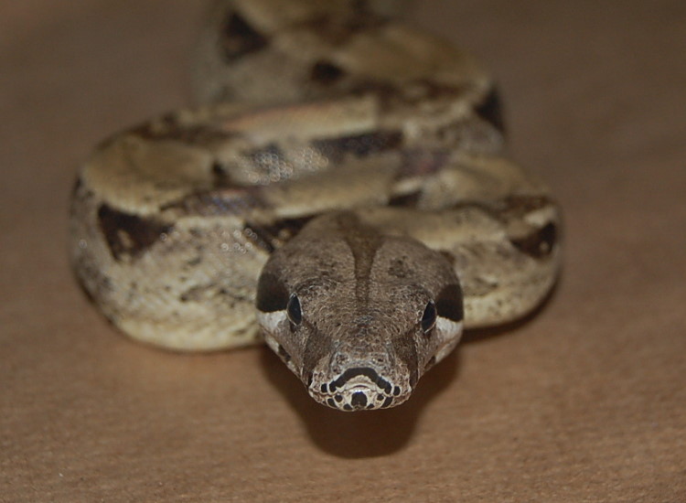feeding time mortemus 2