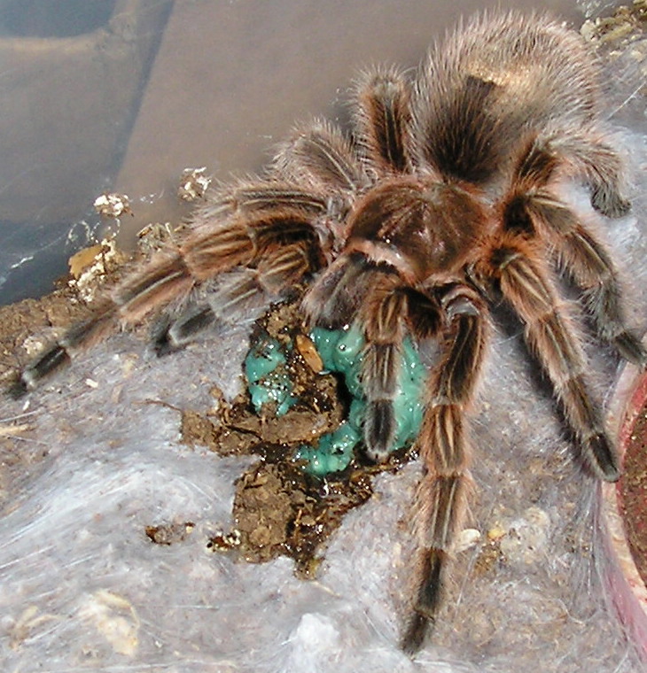 Feeding time