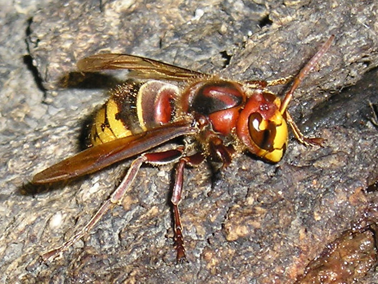 Feeding
