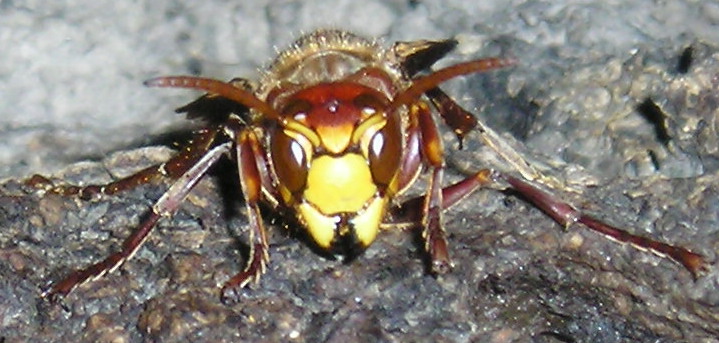 Feeding
