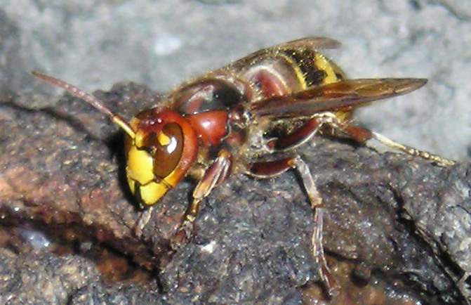 Feeding
