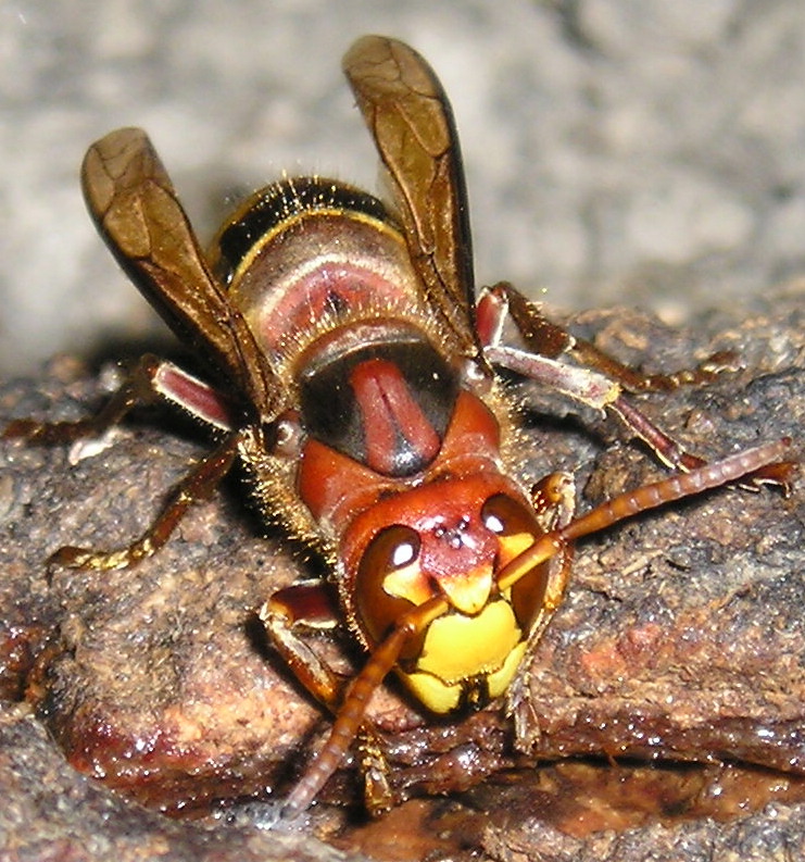 Feeding