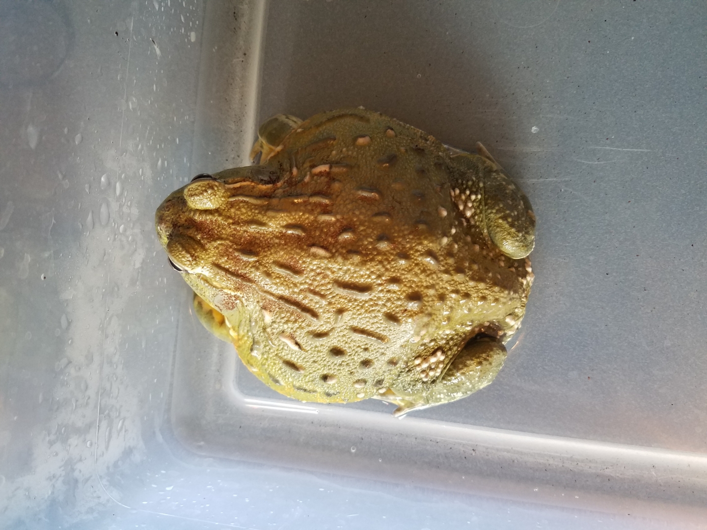 Female African Bullfrog
