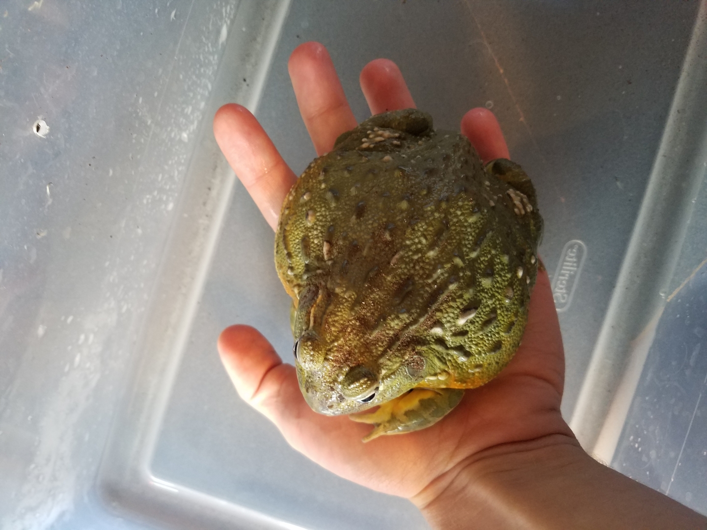 Female African Bullfrog