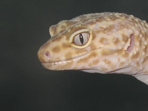 female albino 3 gecko closeup