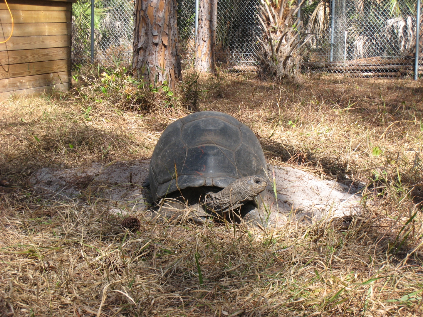 FEMALE ALDABRA TORTOISE