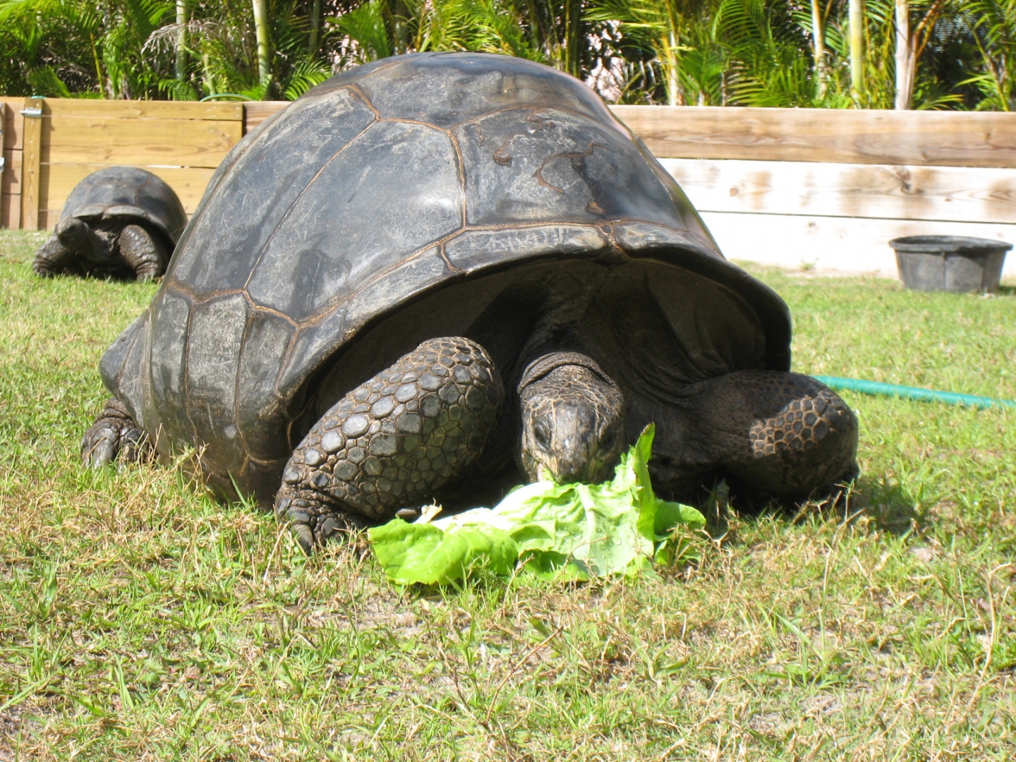 FEMALE ALDABRA TORTOISE