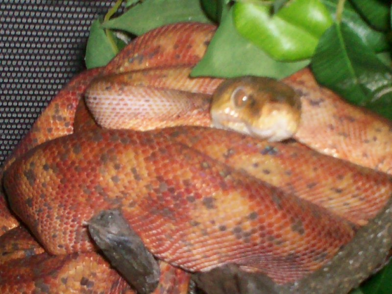 Female Amazon