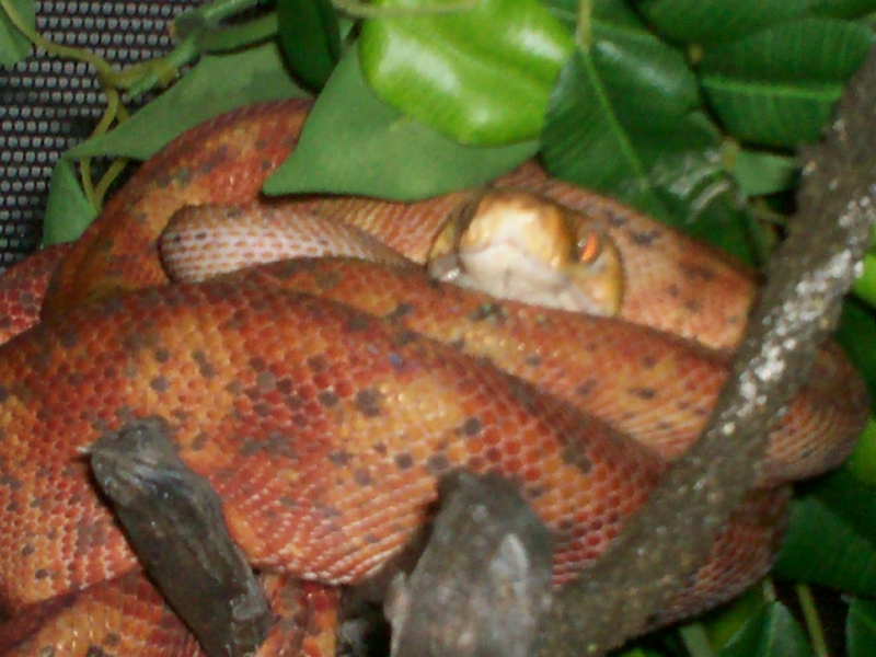 Female Amazon