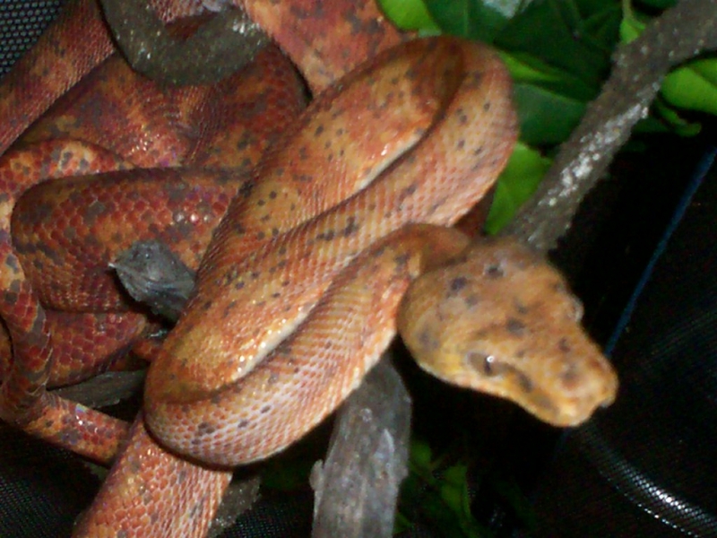 Female Amazon