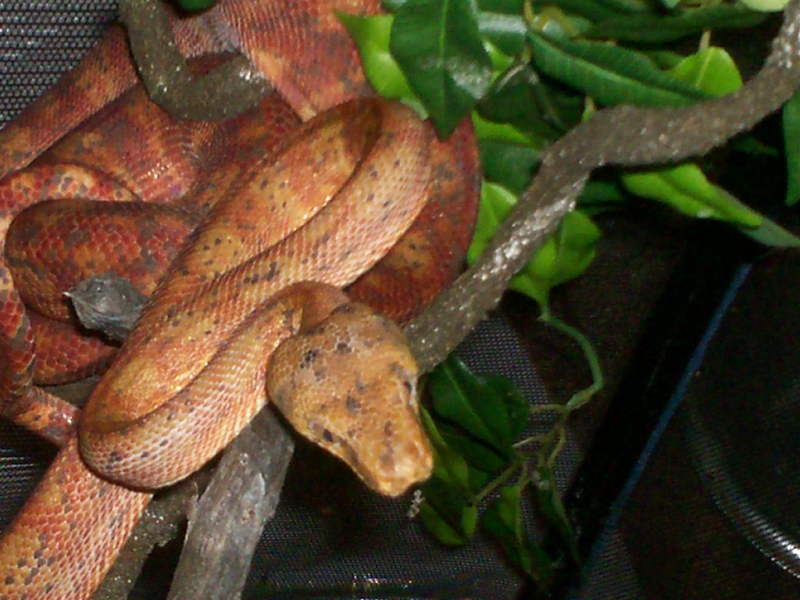 Female Amazon