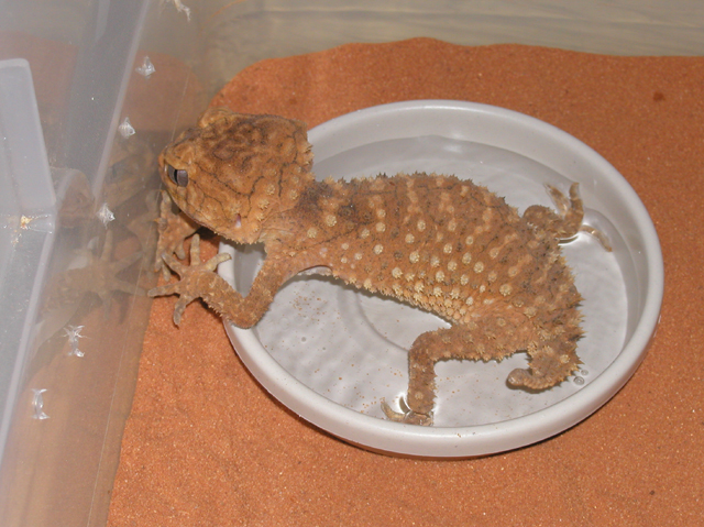 Female Amyae