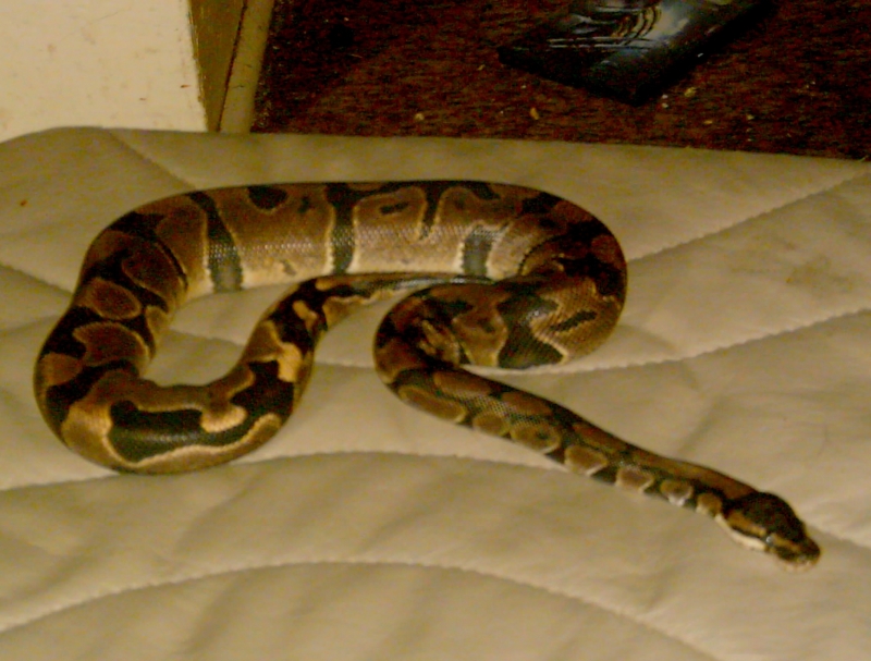 Female Ball