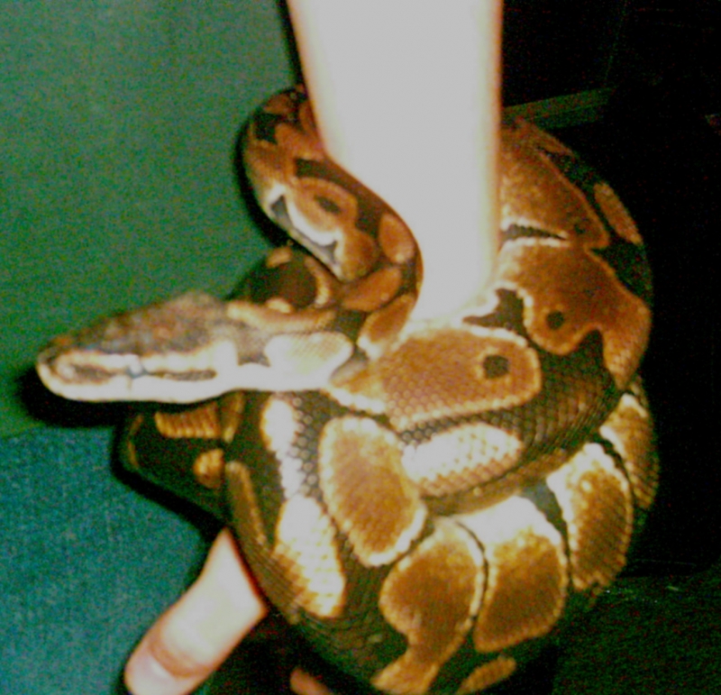 Female Ball