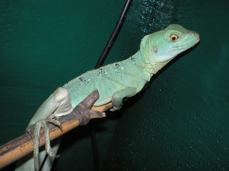 female bas