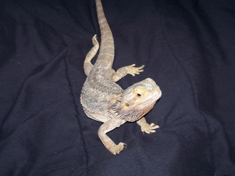 female bearded dragon
