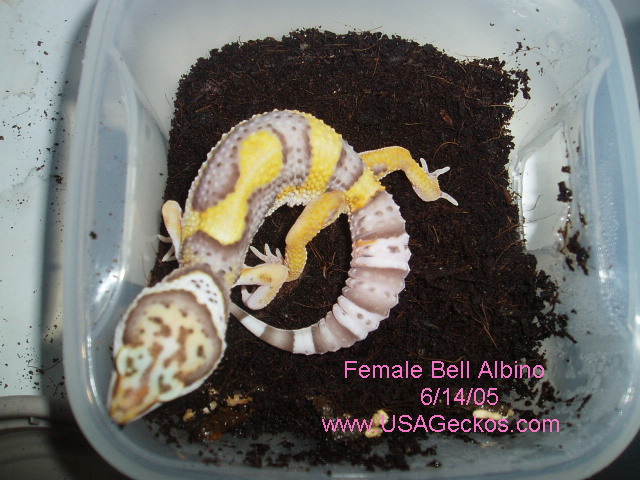 Female Bell Albino