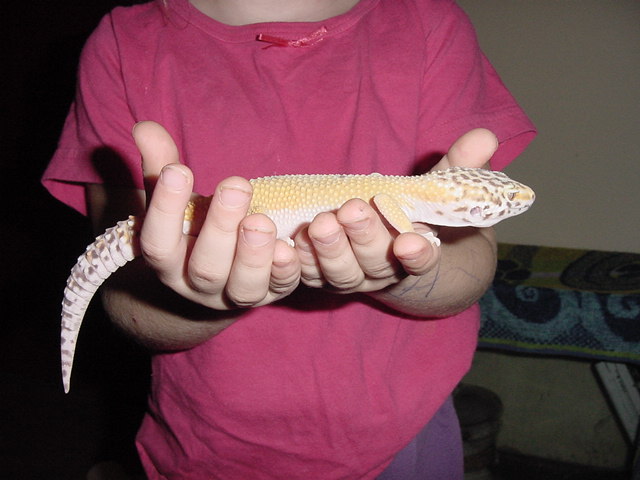 female bell