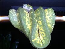 Female Biak