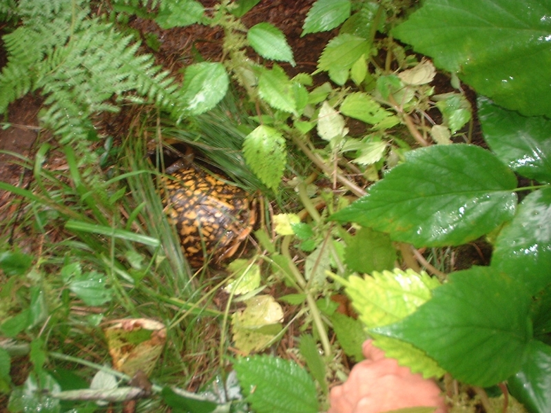 female boxie