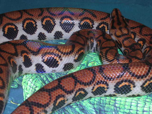 Female BRB