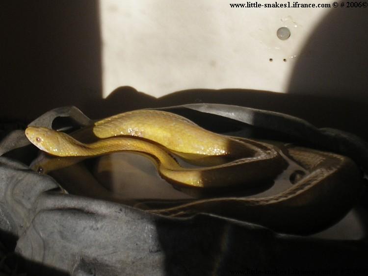 Female Butter