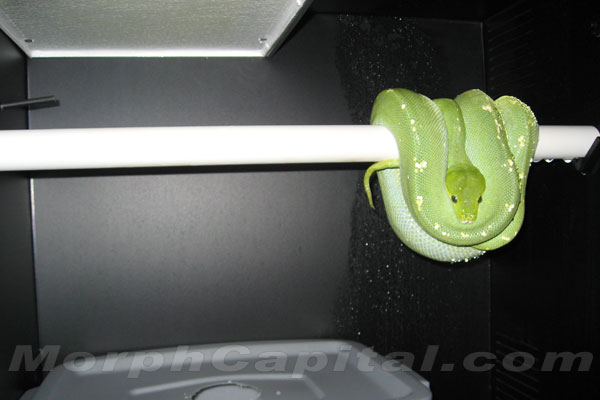 Female Chondro