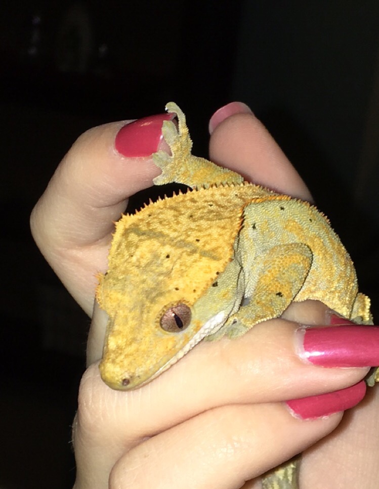 Female crested for sale