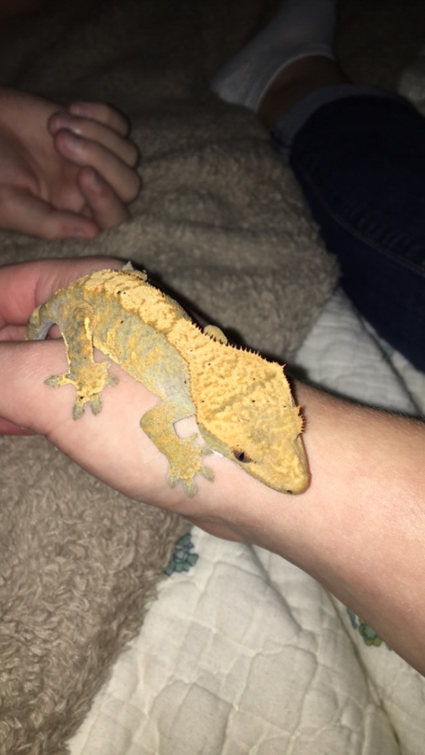 Female crested for sale