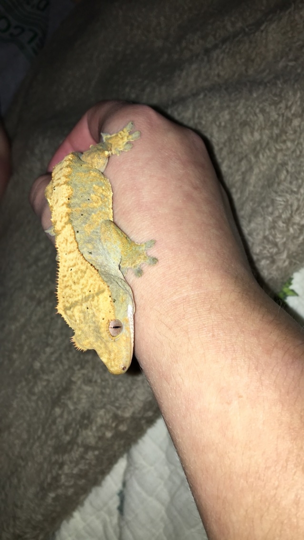 Female crested for sale