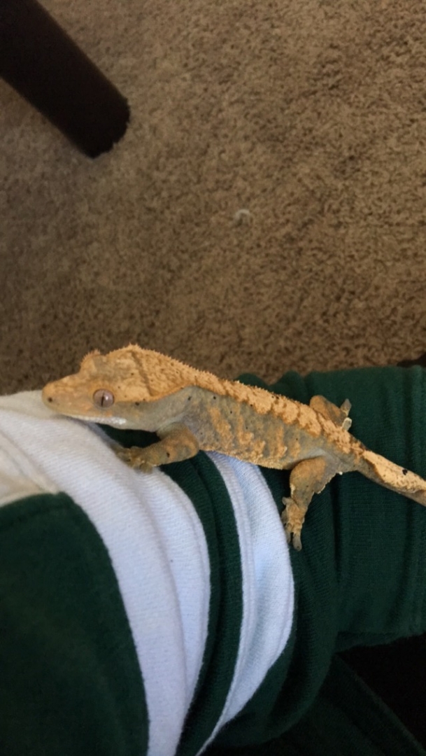 Female crested for sale