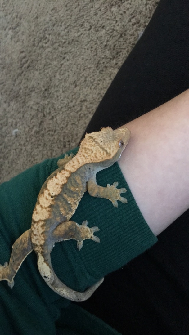 Female crested for sale