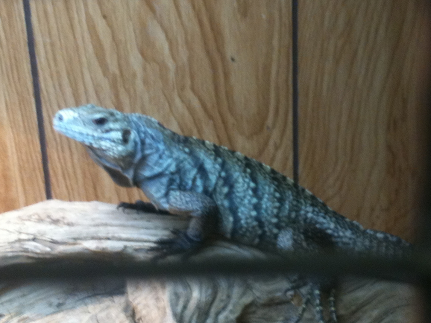 female cyclura lewisi