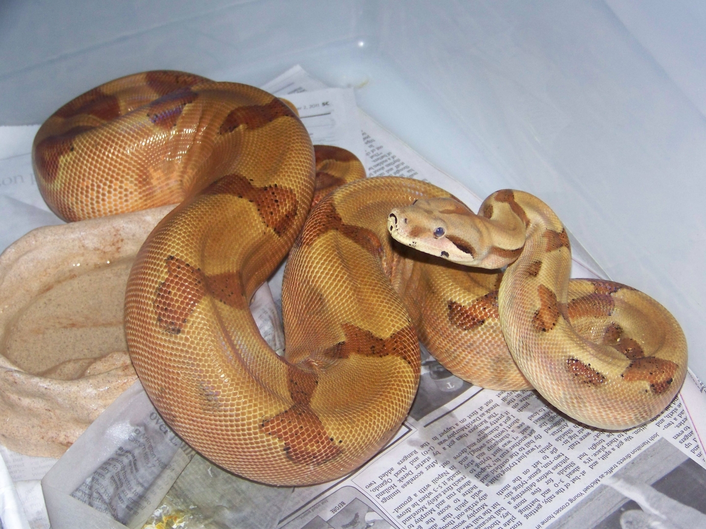 Female - Dam of Babies