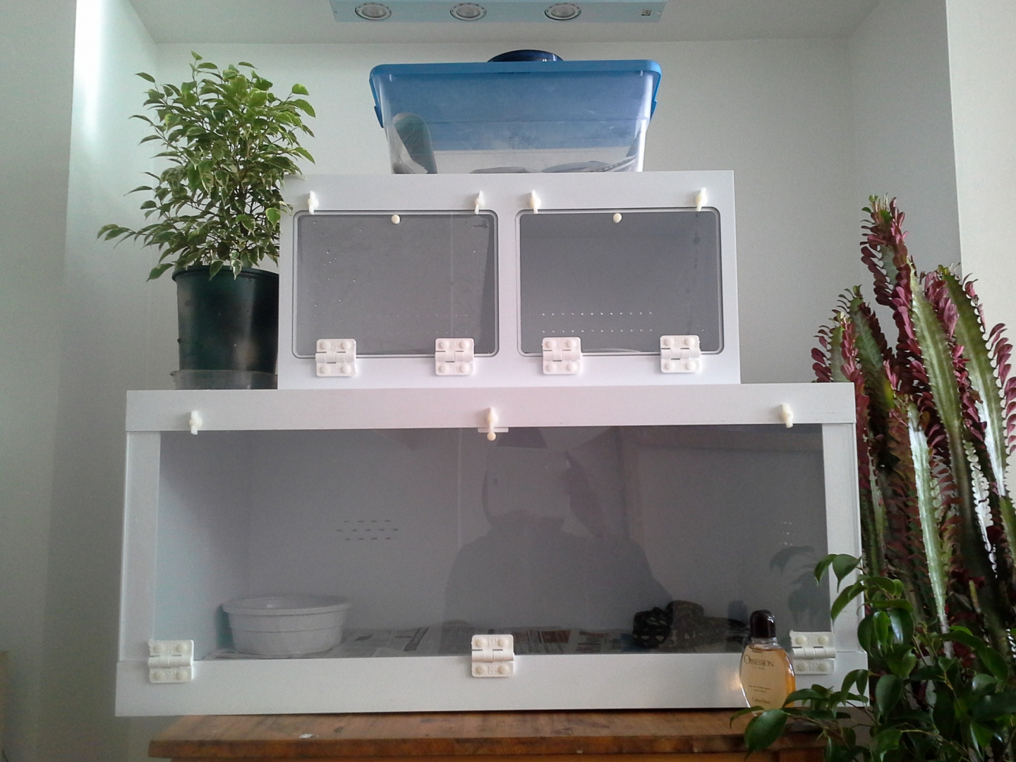 Female Diamond and set up