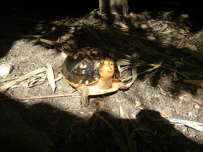 Female Flavo