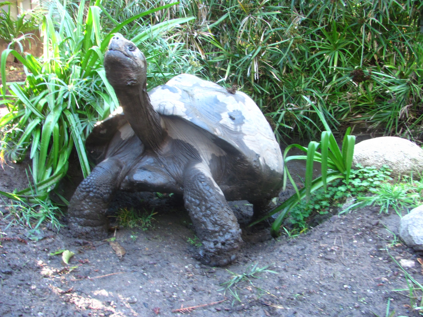 Female Galapagos Tortoise playing in a mud hole
