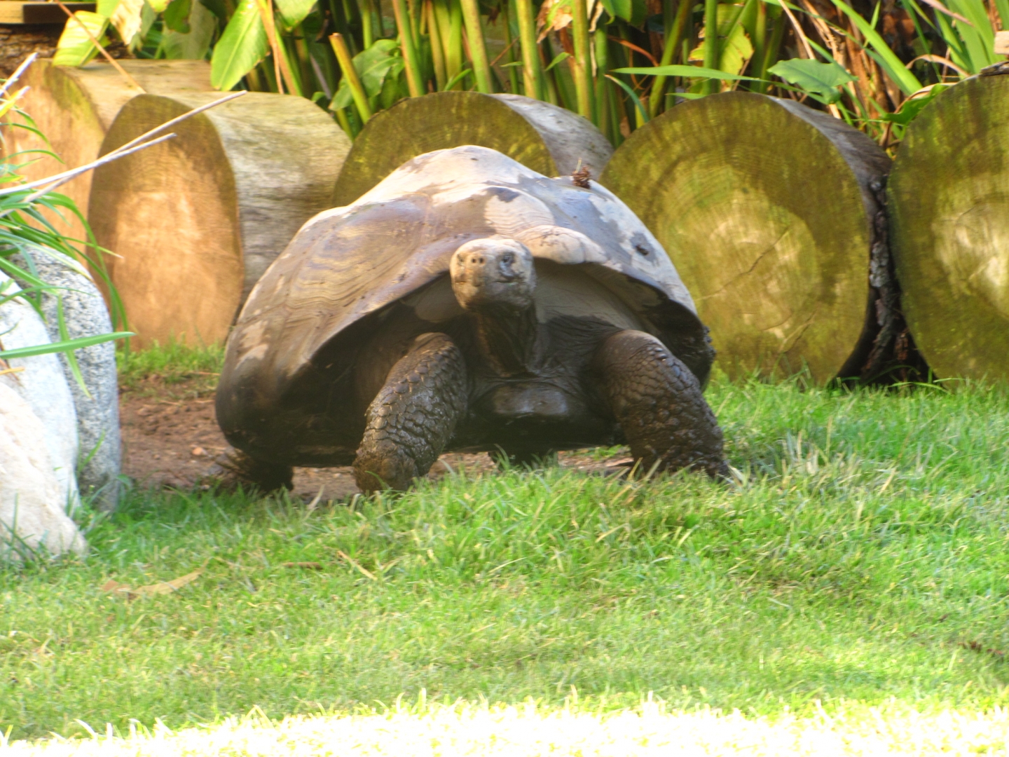 Female Galapagos Tortoise