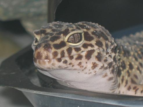 female gecko normal