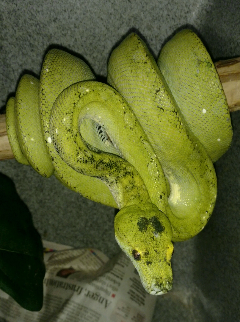 FEMALE GREEN TREE PYTHON