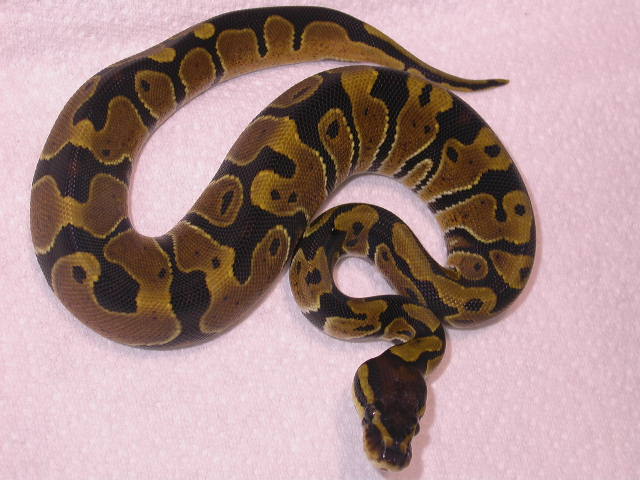 female het albino