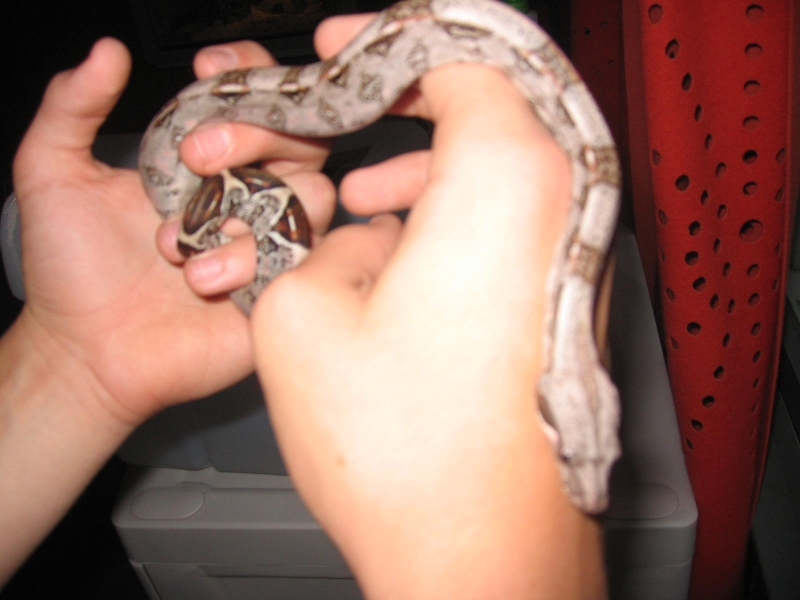 female het albino